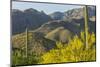 Arizona, Coronado NF. Saguaro Cactus and Blooming Palo Verde Trees-Cathy & Gordon Illg-Mounted Photographic Print