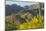 Arizona, Coronado NF. Saguaro Cactus and Blooming Palo Verde Trees-Cathy & Gordon Illg-Mounted Photographic Print