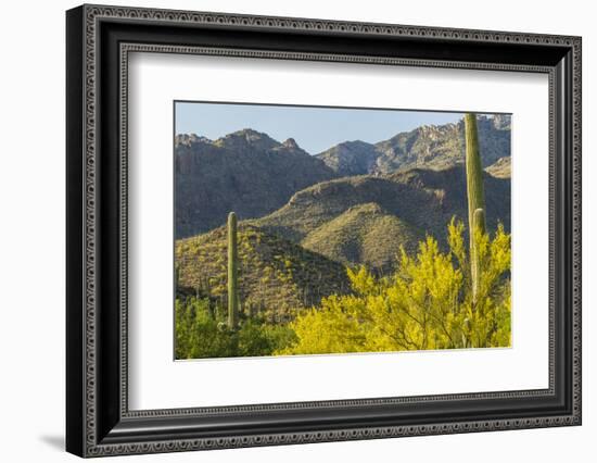 Arizona, Coronado NF. Saguaro Cactus and Blooming Palo Verde Trees-Cathy & Gordon Illg-Framed Photographic Print