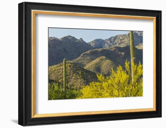 Arizona, Coronado NF. Saguaro Cactus and Blooming Palo Verde Trees-Cathy & Gordon Illg-Framed Photographic Print