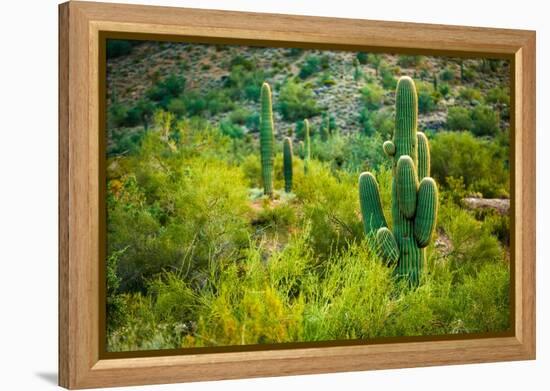 Arizona Desert Cactuses-duallogic-Framed Premier Image Canvas