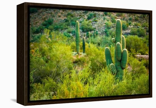 Arizona Desert Cactuses-duallogic-Framed Premier Image Canvas