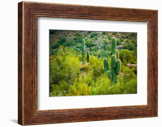 Arizona Desert Cactuses-duallogic-Framed Photographic Print