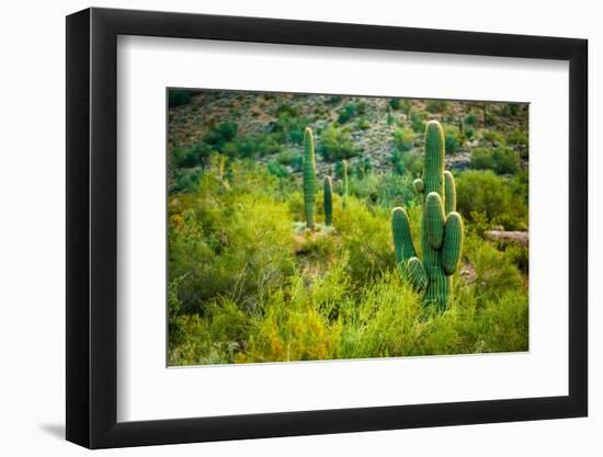 Arizona Desert Cactuses-duallogic-Framed Photographic Print