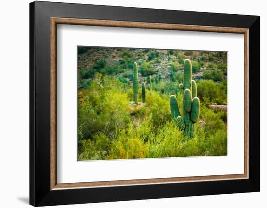 Arizona Desert Cactuses-duallogic-Framed Photographic Print