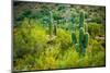 Arizona Desert Cactuses-duallogic-Mounted Photographic Print