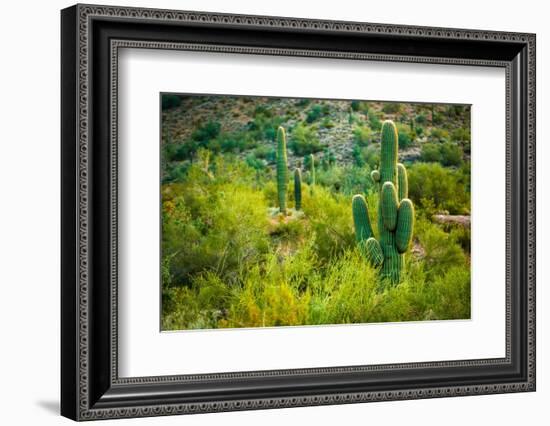 Arizona Desert Cactuses-duallogic-Framed Photographic Print