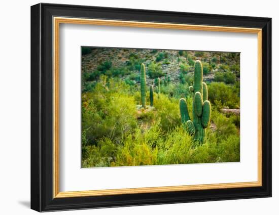 Arizona Desert Cactuses-duallogic-Framed Photographic Print