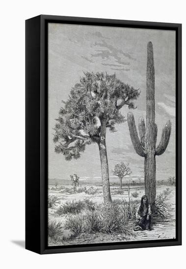 Arizona Desert Landscape with Cactus and Yucca Plants, USA, 19th Century-null-Framed Premier Image Canvas