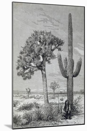 Arizona Desert Landscape with Cactus and Yucca Plants, USA, 19th Century-null-Mounted Giclee Print