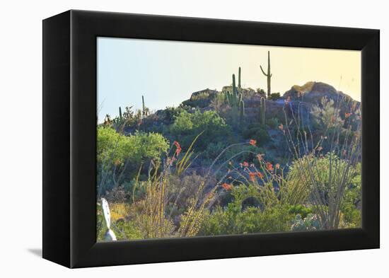 Arizona Desert Plants,USA-Anna Miller-Framed Premier Image Canvas