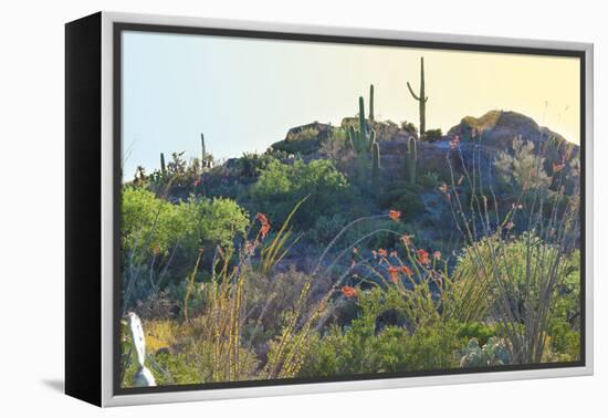 Arizona Desert Plants,USA-Anna Miller-Framed Premier Image Canvas