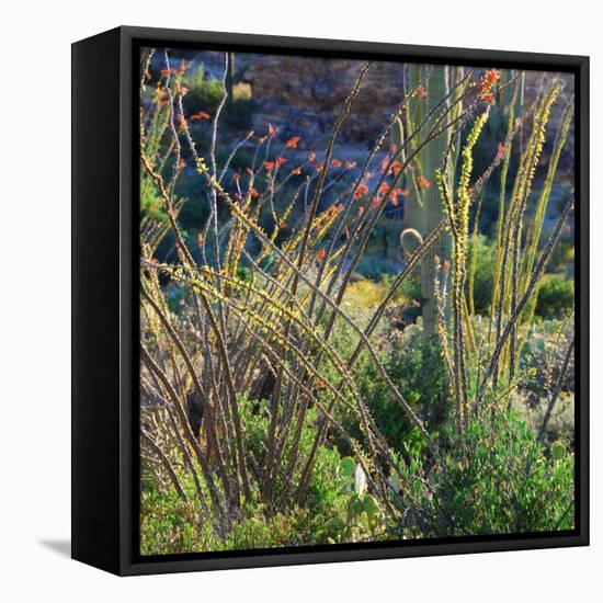 Arizona Desert Plants,USA-Anna Miller-Framed Premier Image Canvas