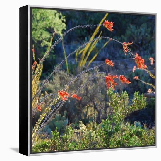 Arizona Desert Plants,USA-Anna Miller-Framed Premier Image Canvas