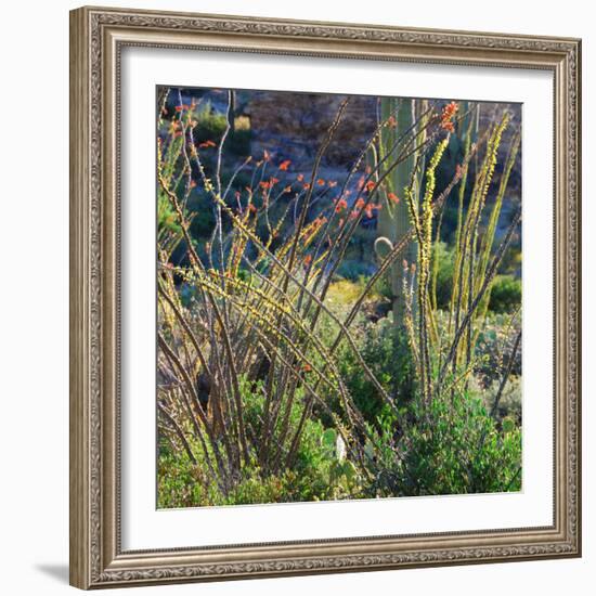 Arizona Desert Plants,USA-Anna Miller-Framed Photographic Print