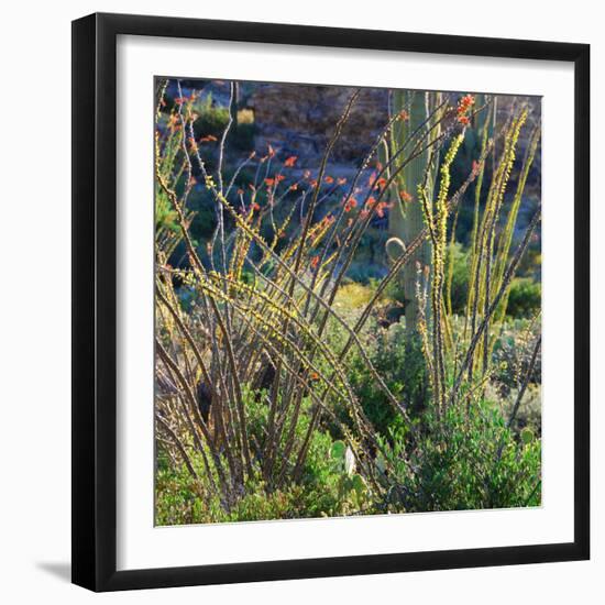 Arizona Desert Plants,USA-Anna Miller-Framed Photographic Print