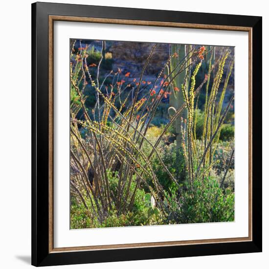 Arizona Desert Plants,USA-Anna Miller-Framed Photographic Print