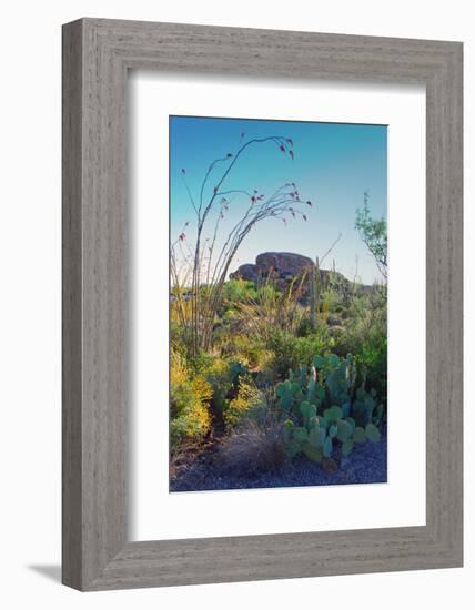 Arizona Desert Plants,USA-Anna Miller-Framed Photographic Print