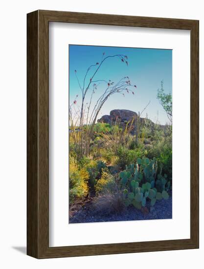 Arizona Desert Plants,USA-Anna Miller-Framed Photographic Print