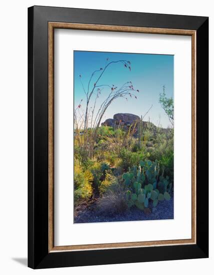 Arizona Desert Plants,USA-Anna Miller-Framed Photographic Print