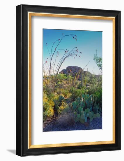 Arizona Desert Plants,USA-Anna Miller-Framed Photographic Print