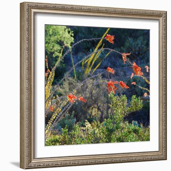 Arizona Desert Plants,USA-Anna Miller-Framed Photographic Print