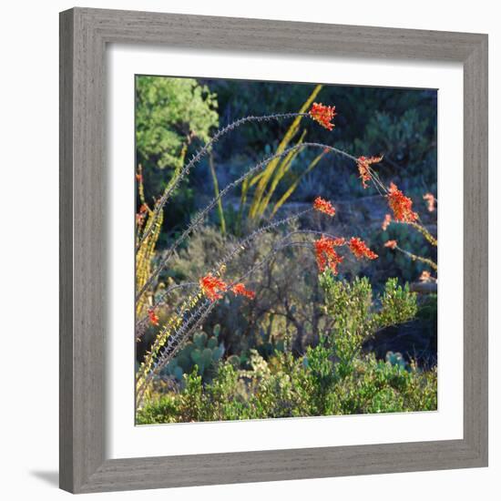 Arizona Desert Plants,USA-Anna Miller-Framed Photographic Print