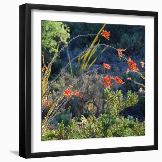 Arizona Desert Plants,USA-Anna Miller-Framed Photographic Print