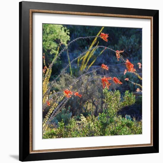 Arizona Desert Plants,USA-Anna Miller-Framed Photographic Print