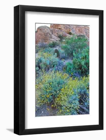 Arizona Desert Plants,USA-Anna Miller-Framed Photographic Print