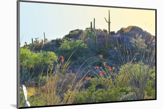 Arizona Desert Plants,USA-Anna Miller-Mounted Photographic Print