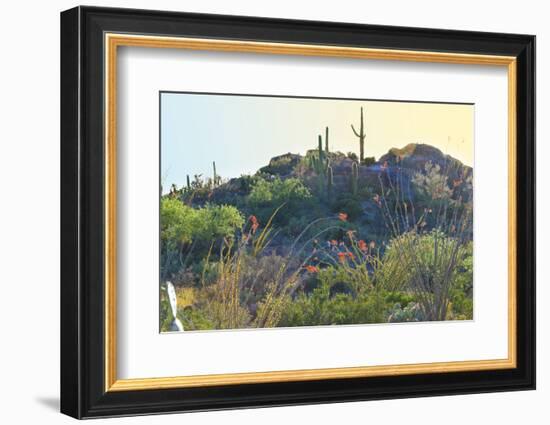 Arizona Desert Plants,USA-Anna Miller-Framed Photographic Print