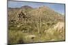 Arizona, Desert Valley Landscape near Phoenix,Scottsdale,Usa-BCFC-Mounted Photographic Print