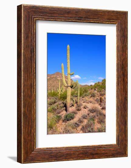 Arizona Desert-Jeni Foto-Framed Photographic Print