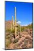 Arizona Desert-Jeni Foto-Mounted Photographic Print
