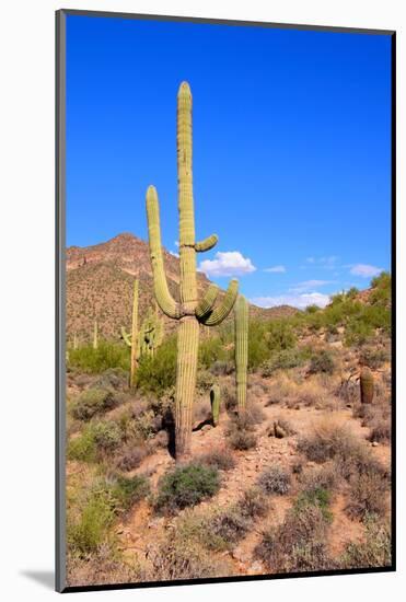 Arizona Desert-Jeni Foto-Mounted Photographic Print