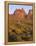 Arizona, Evening Light on Brittlebush-John Barger-Framed Premier Image Canvas