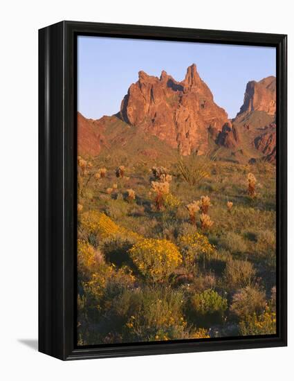 Arizona, Evening Light on Brittlebush-John Barger-Framed Premier Image Canvas