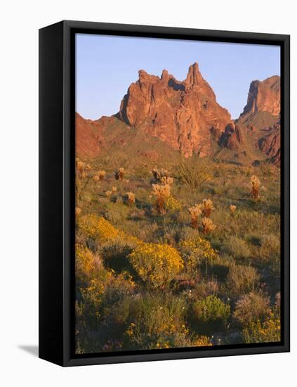 Arizona, Evening Light on Brittlebush-John Barger-Framed Premier Image Canvas