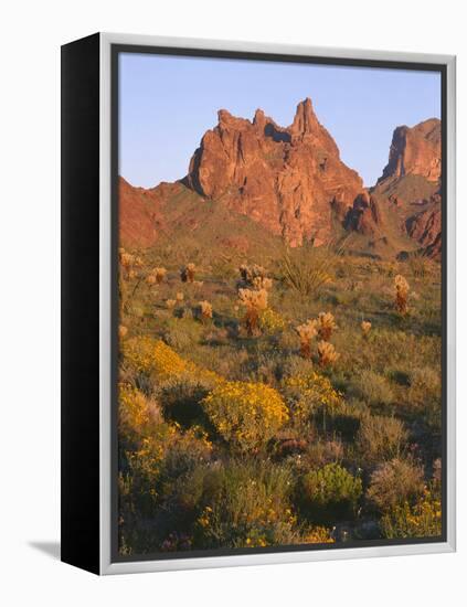 Arizona, Evening Light on Brittlebush-John Barger-Framed Premier Image Canvas