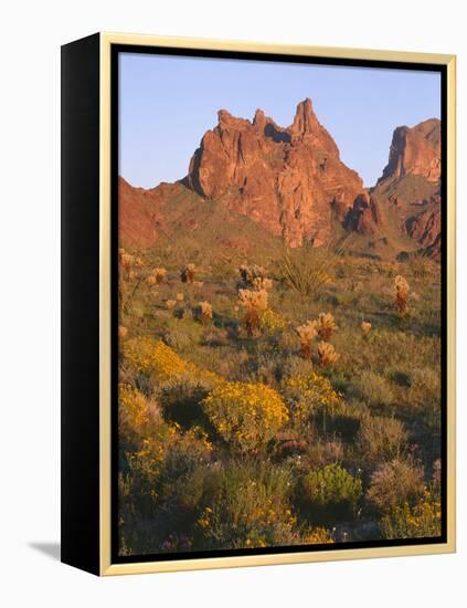 Arizona, Evening Light on Brittlebush-John Barger-Framed Premier Image Canvas