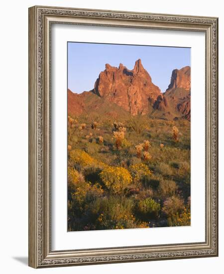 Arizona, Evening Light on Brittlebush-John Barger-Framed Photographic Print