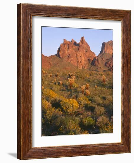 Arizona, Evening Light on Brittlebush-John Barger-Framed Photographic Print