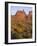 Arizona, Evening Light on Brittlebush-John Barger-Framed Photographic Print