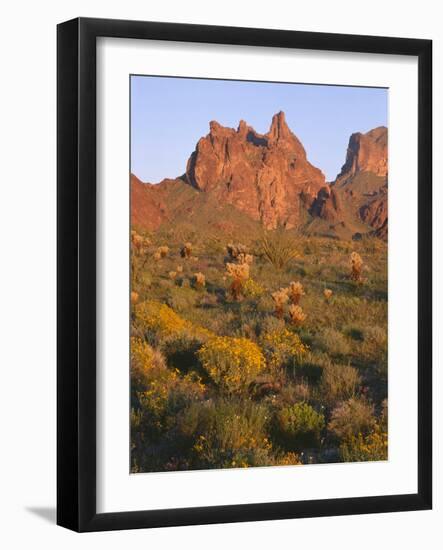 Arizona, Evening Light on Brittlebush-John Barger-Framed Photographic Print