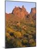 Arizona, Evening Light on Brittlebush-John Barger-Mounted Photographic Print