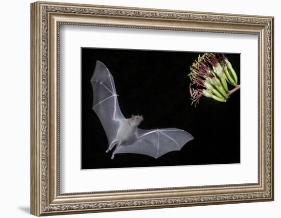 Arizona, Green Valley, Lesser Long-Nosed Bat Drinking Nectar from Agave Blossom-Ellen Goff-Framed Photographic Print