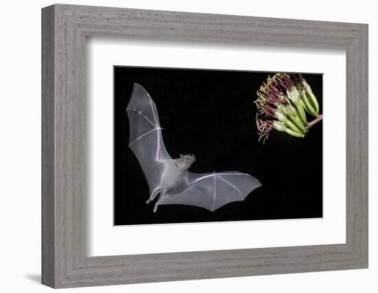 Arizona, Green Valley, Lesser Long-Nosed Bat Drinking Nectar from Agave Blossom-Ellen Goff-Framed Photographic Print