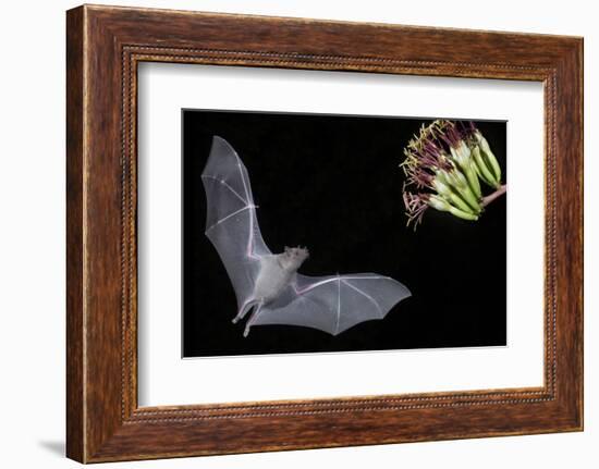 Arizona, Green Valley, Lesser Long-Nosed Bat Drinking Nectar from Agave Blossom-Ellen Goff-Framed Photographic Print