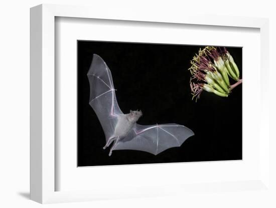 Arizona, Green Valley, Lesser Long-Nosed Bat Drinking Nectar from Agave Blossom-Ellen Goff-Framed Photographic Print